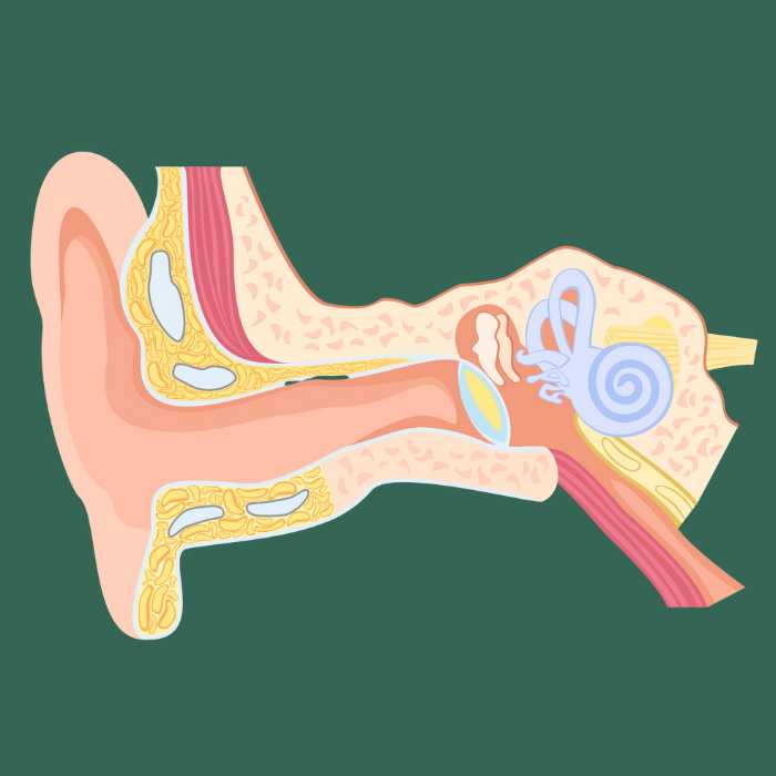 How to Identify a Conductive Hearing Loss (and What to do Next)